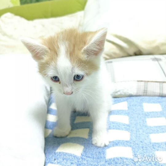 Котёнок бело-рыжий