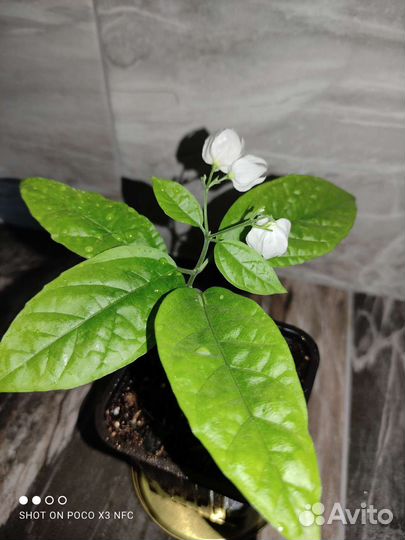 Клеродендрум томпсон