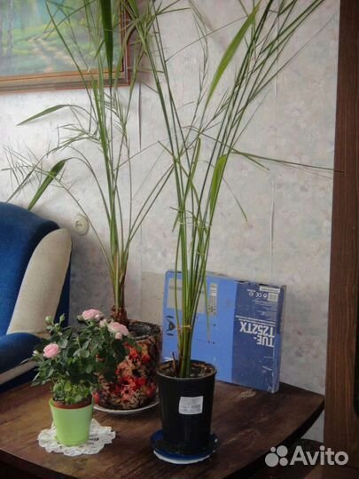 Финиковая пальма