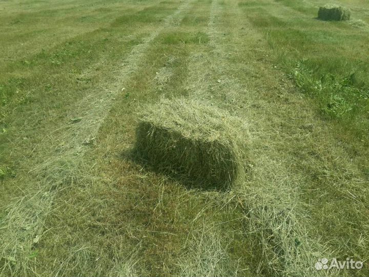 Сено луговое 2023 года