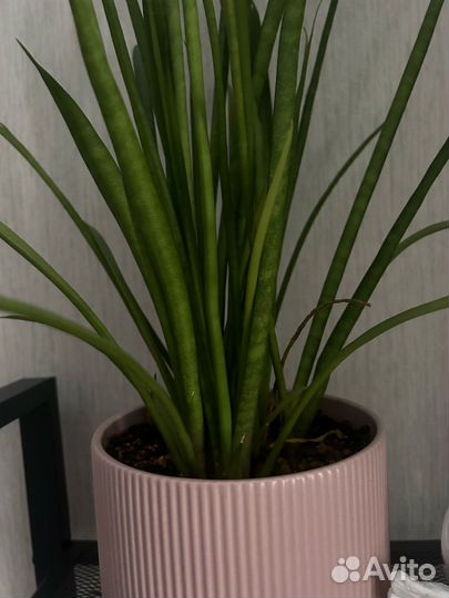 Сансевиерия, взрослое растение