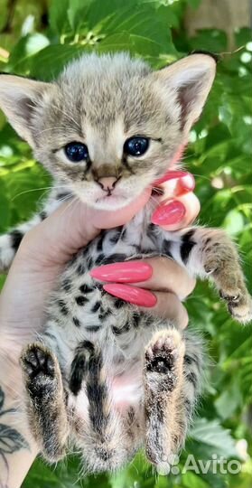 Саванна ф1 девочка