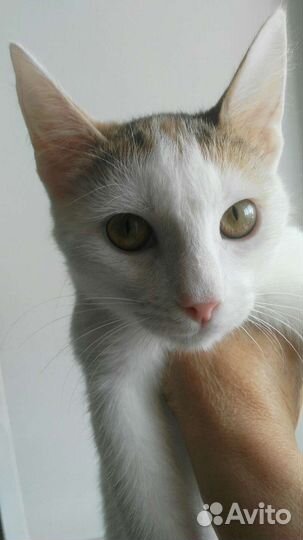 Кошка трехцветная мышеловка стерилизована