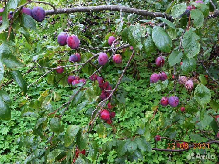 Саженцы сливы и вишни