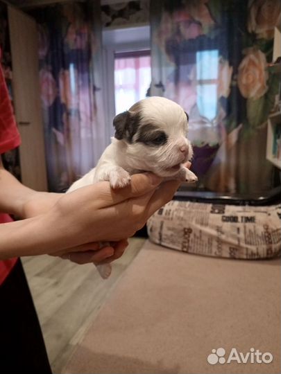 Щенки чихуахуа мини