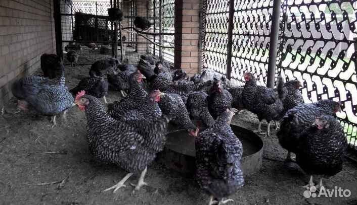 Птичье подворье здоровый молодняк