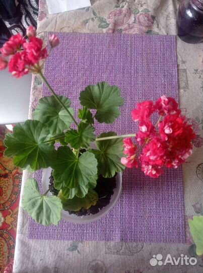 Королевская пеларгония