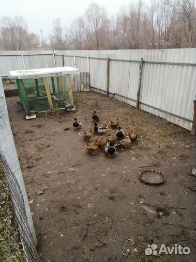 Утки подсадные для охоты