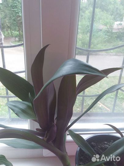 Традисканция Рэо