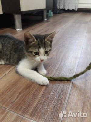 Котёнок в добрые руки