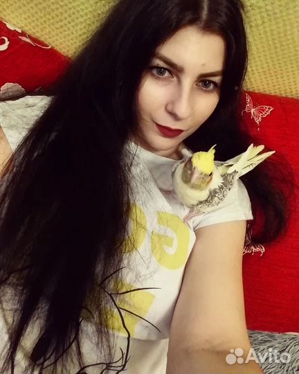 Попугай корелла ищет самку