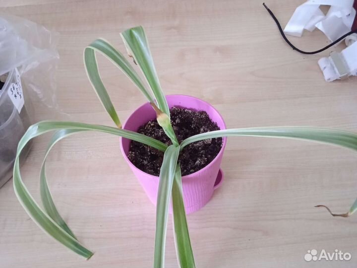 Хлорофитум в новом горшке