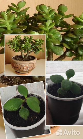 Крассула толстянка денежное