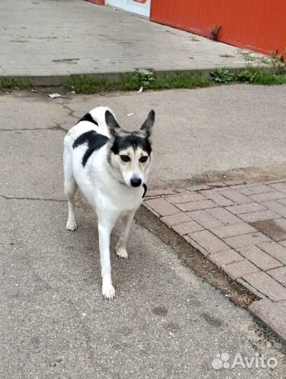 Собаки бесплатно