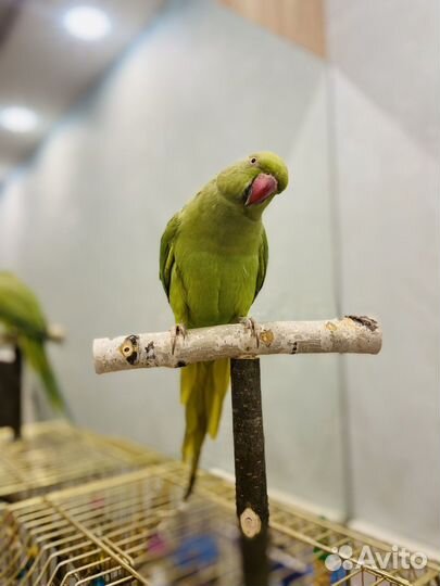 Ожереловый попугай