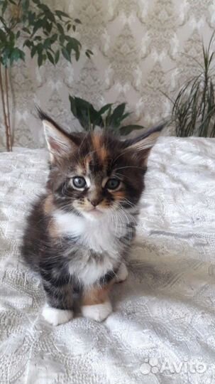 Котята мейн-кун