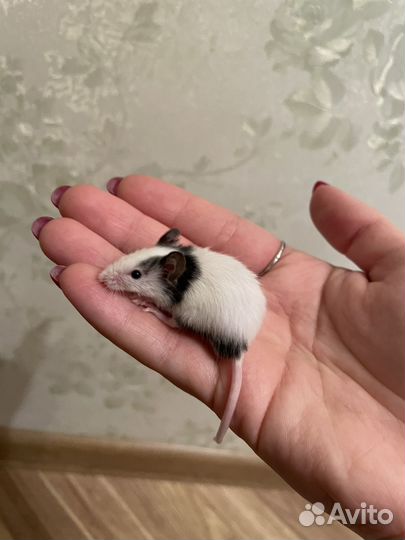 Японские карликовые мыши