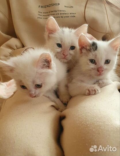 Котята в добрые руки