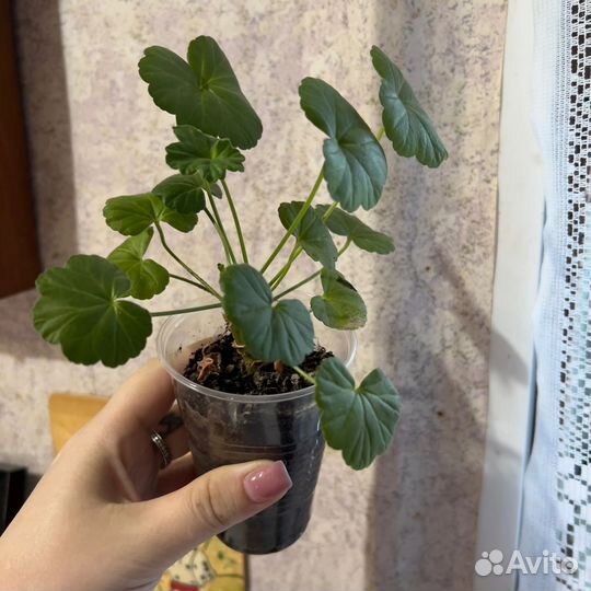 Герань пеларгония