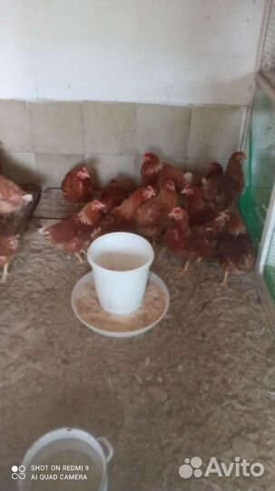 Куры молодки