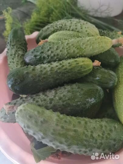 Ягоды черника