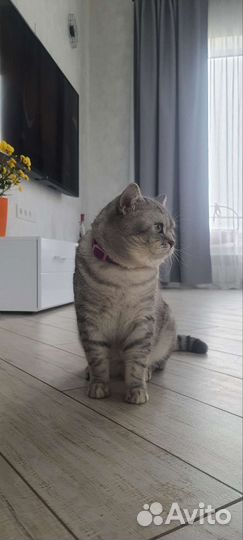 Шотландский кот вязка