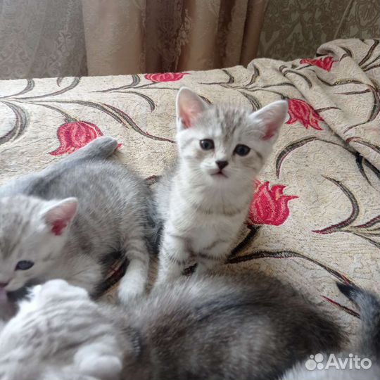 Котята шотландские