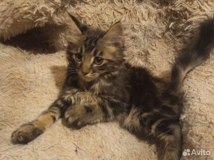 Продаем котенка мейн кун