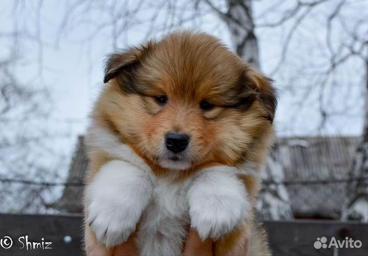 Малыши колли