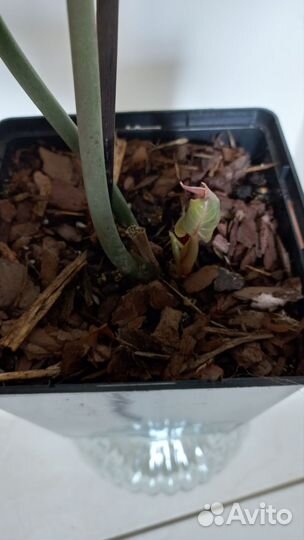 Антуриум Кларинервиум