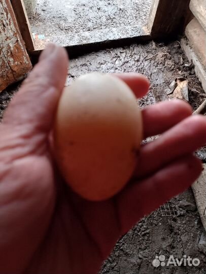 Утиные яйца