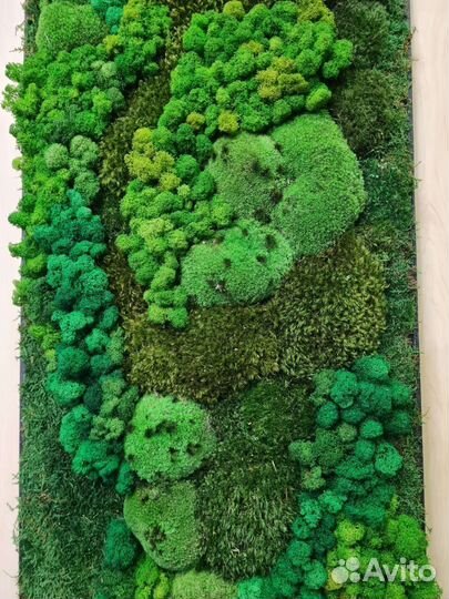 Панель из стабилизированного мха