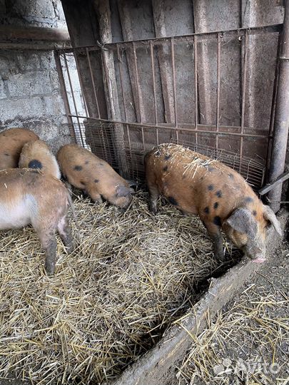 Поросята
