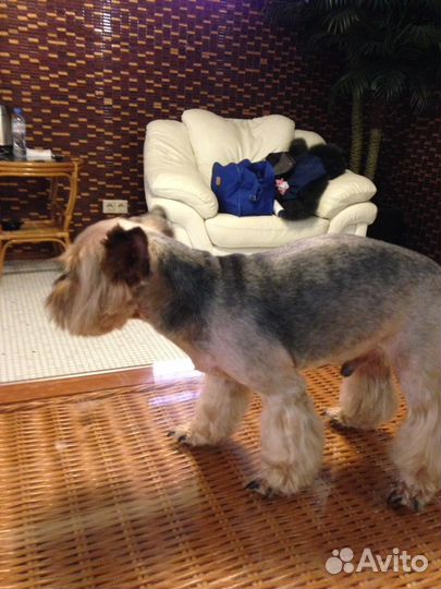 Стрижка животных с выездом на дом