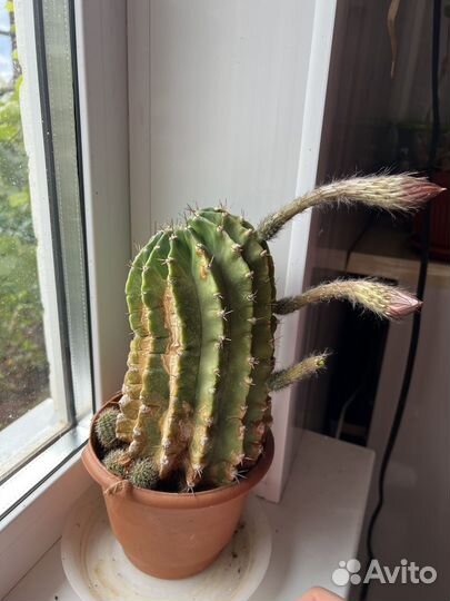 Кактус цветущий