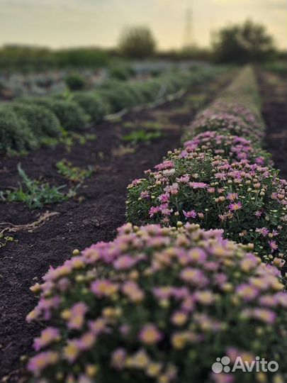 Хризантема мультифлора