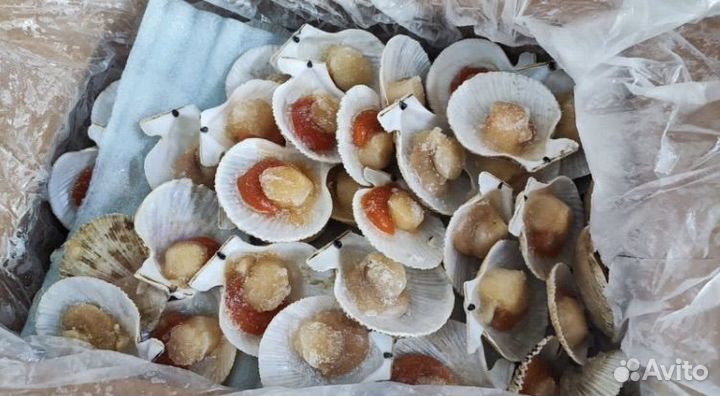 Гребешок морской опт