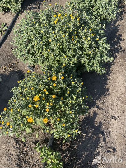 Хризантемы мультифлора