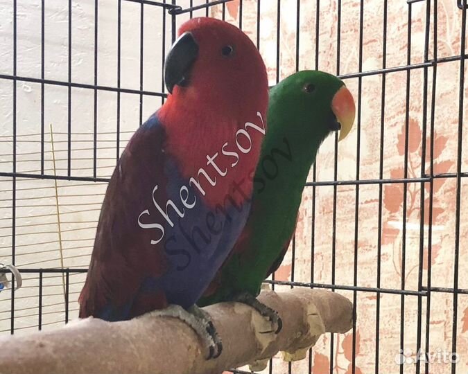 Пара взрослых эклектусов (благородных попугаев)