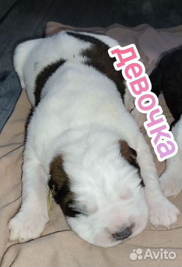 Щенки алабая