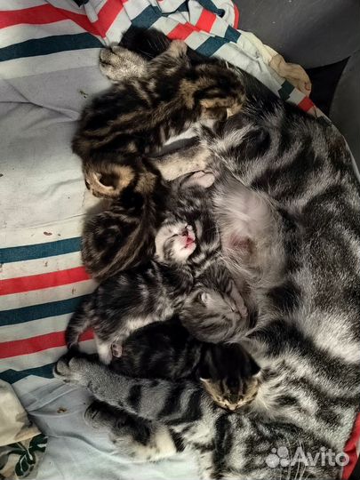 Шотландские котята