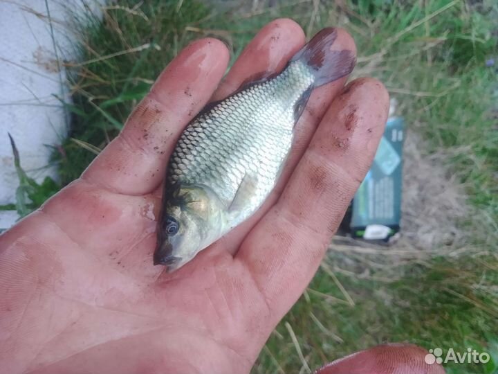 Продам малек карпа