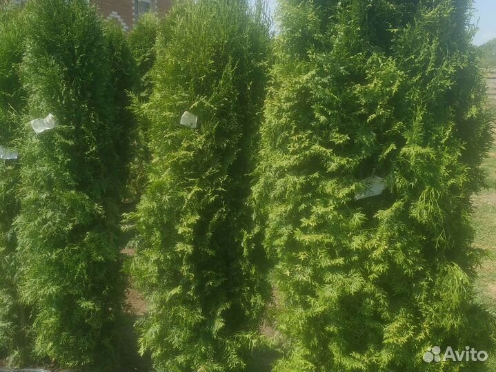 Туя Колумна 1,7-метра