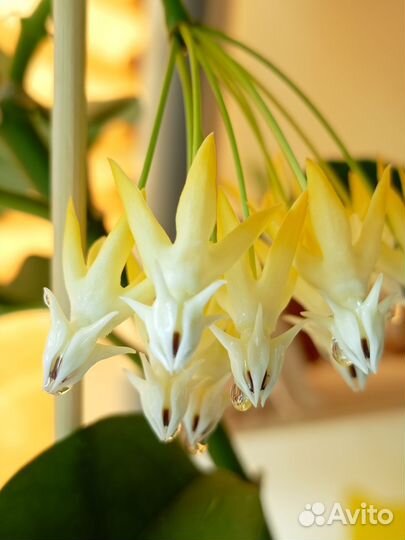 Хойя мультифлора