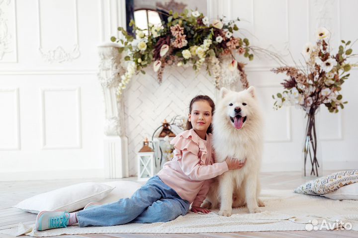 Фотосессия с самоедом, собака в аренду