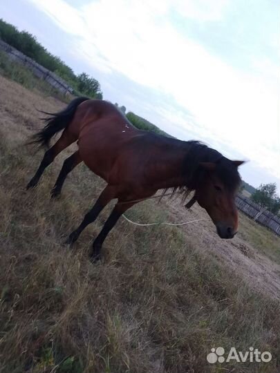 Лошади и жеребцы