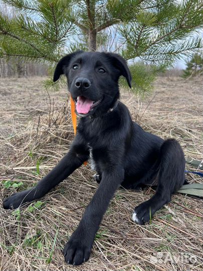 Щеночки 2 месяца