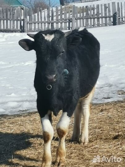Телка 1 год и бык 1 год
