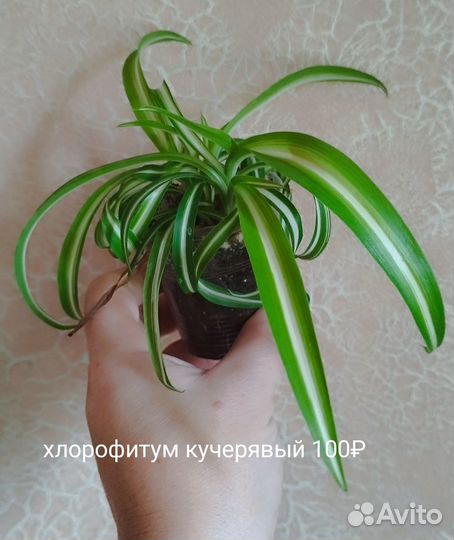 Комнатные домашние растения