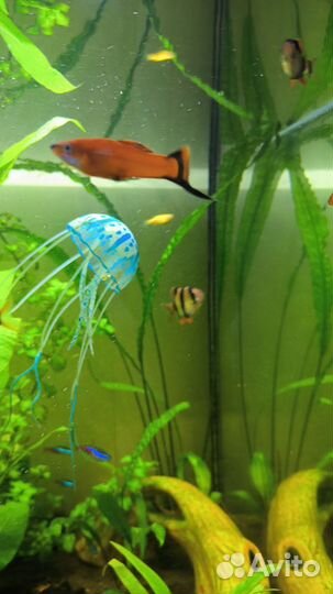 Рыба, грунт